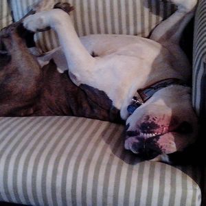 Meet your Posher, Rex